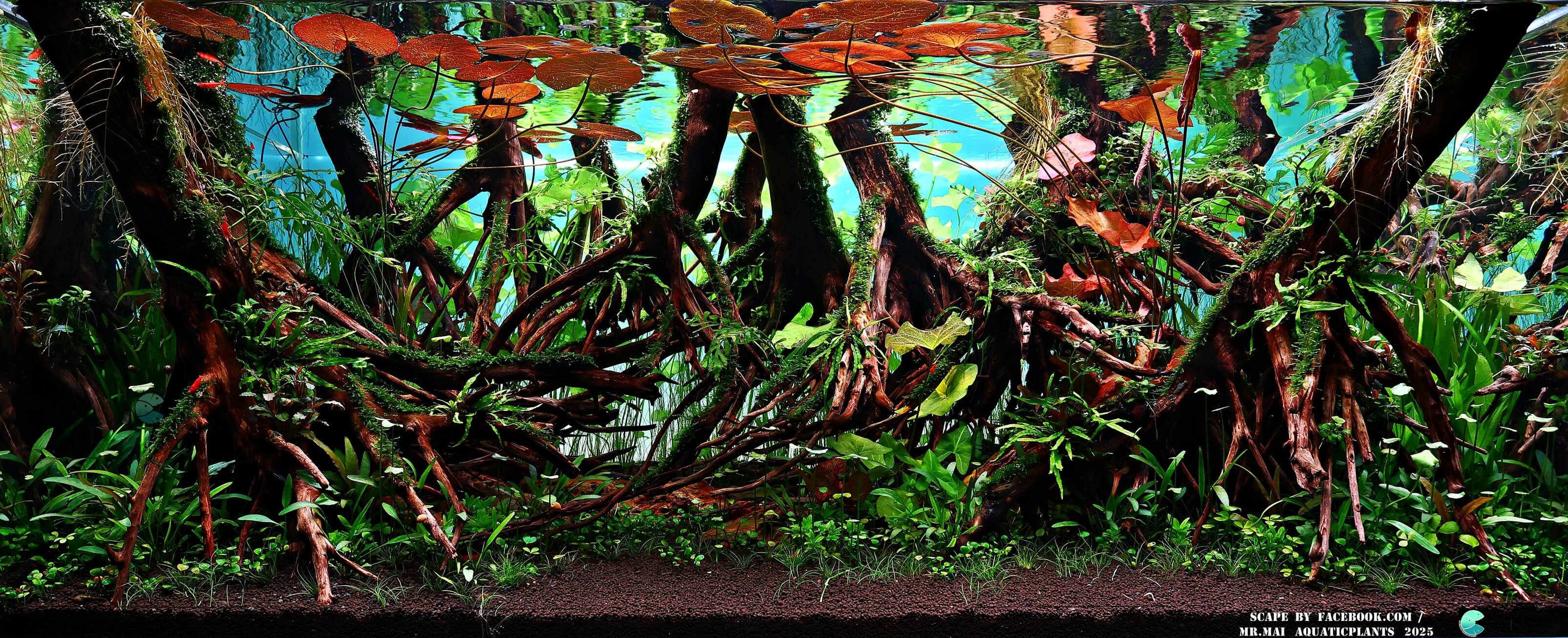 Aquascaping steps - Red Filter - IAPLC 2025 Winning Works - Nobphacha Yimyou / Thailand Aquascaping steps - Red Filter - IAPLC 2025 Winning Works - Nobphacha Yimyou / Thailand